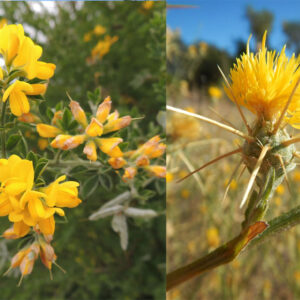 Controlling Invasive Plants: An Important Tool to Maintain Biodiversity in San Mateo County Parks