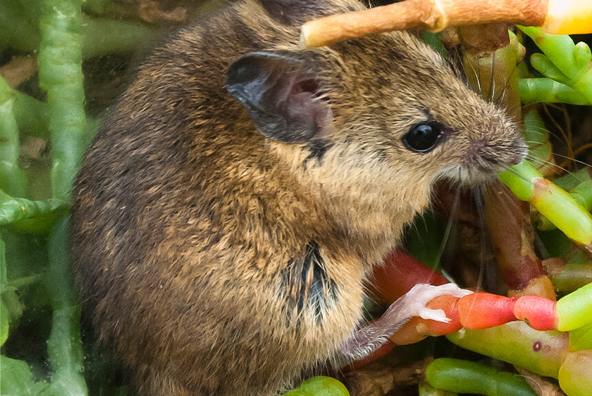 Species Spotlight: Salt Marsh Harvest Mouse