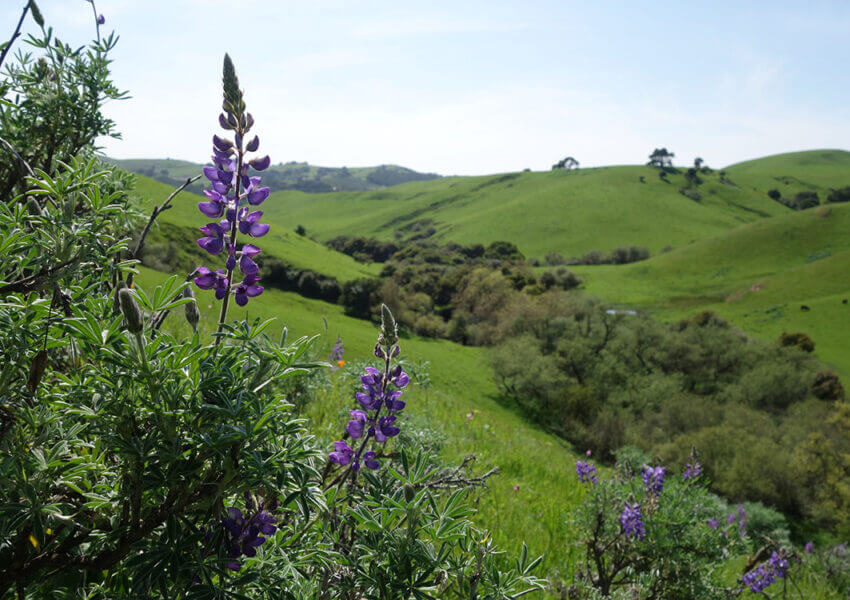 Wildflowers and grassy rolling hills at Juristac. Photo credit Amah Mutsun Tribal Band.
