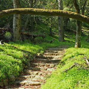 path through trees at Alum Rock Park in San Jose