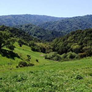 grassy rolling hills and trees