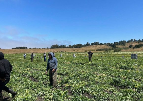 Farm workers standing in a field in Half Moon Bay