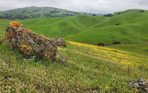 “Builder’s Remedy” Fuels Sprawl, Threatens People and Nature
