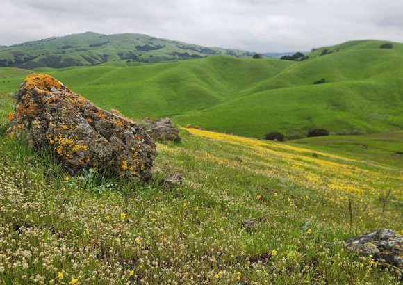 “Builder’s Remedy” Fuels Sprawl, Threatens People and Nature
