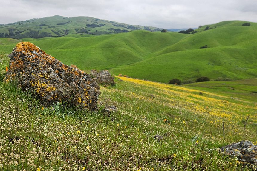 Richmond Ranch featured image grassy hills