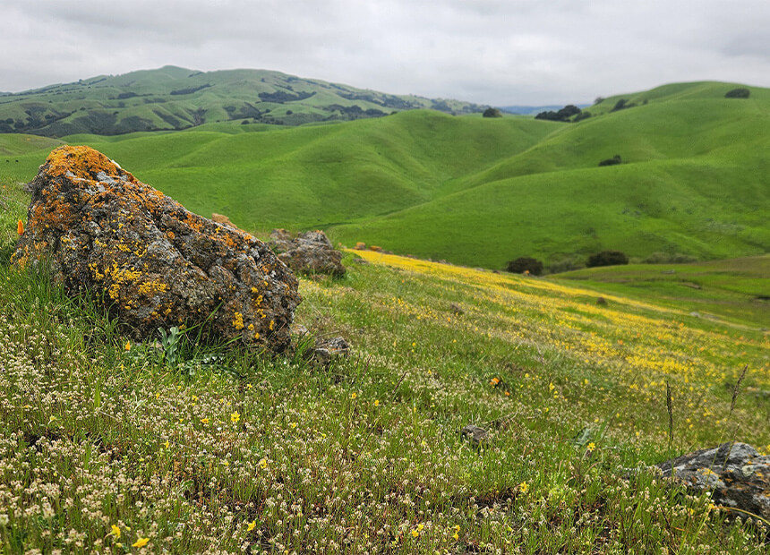 grassy hills