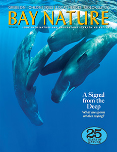 Bay Nature magazine cover with a photo of whales on it