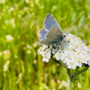 Mission Blue butterfly on a flower