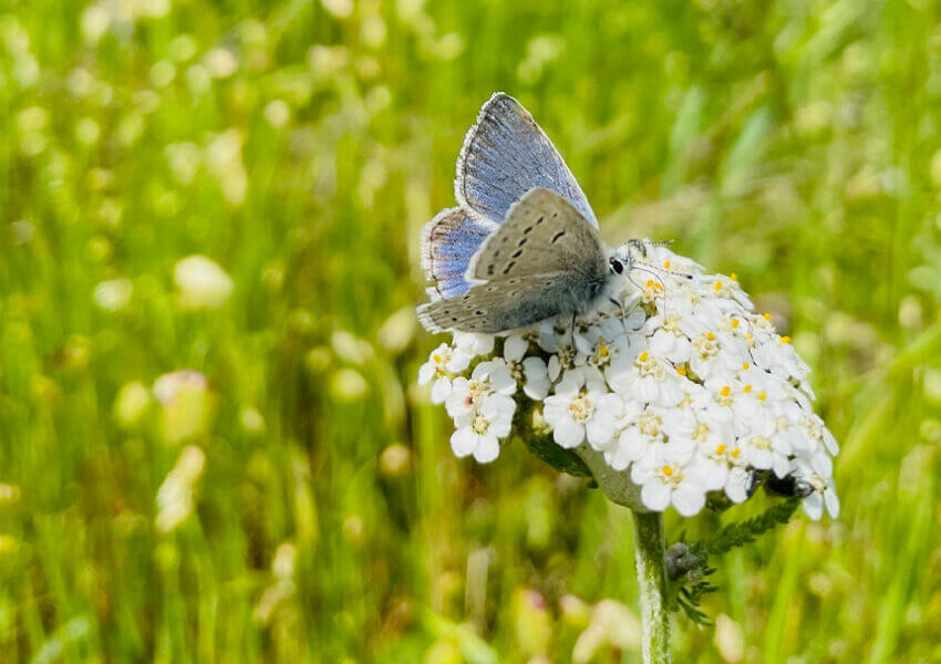 Mission Blue butterfly on a flower