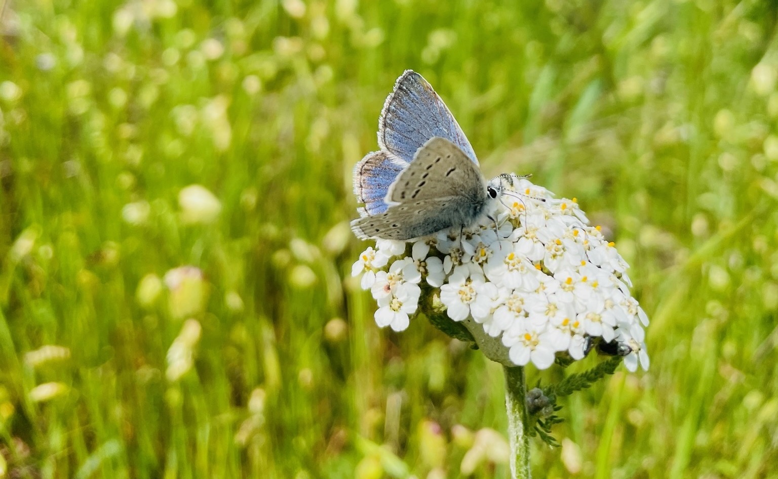 A Mission Blue butterfly on a flower