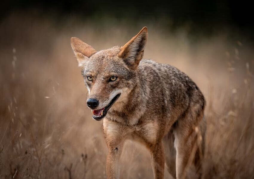 Coyote
