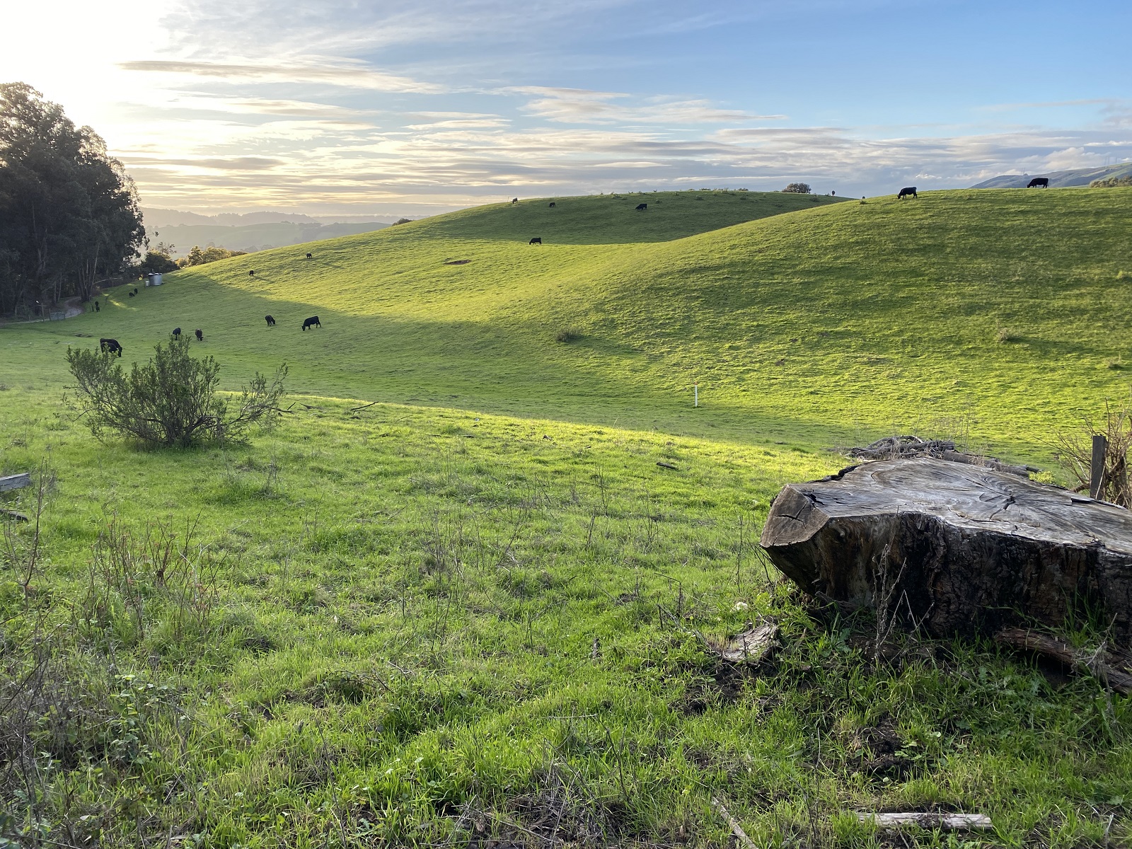 Green hillsides with scattered cattle