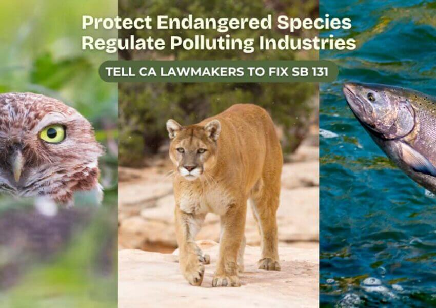 An image of an owl, mountain lion, and salmon