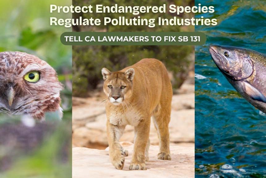 CEQA Action Alert Header featured image An image of an owl, mountain lion, and salmon