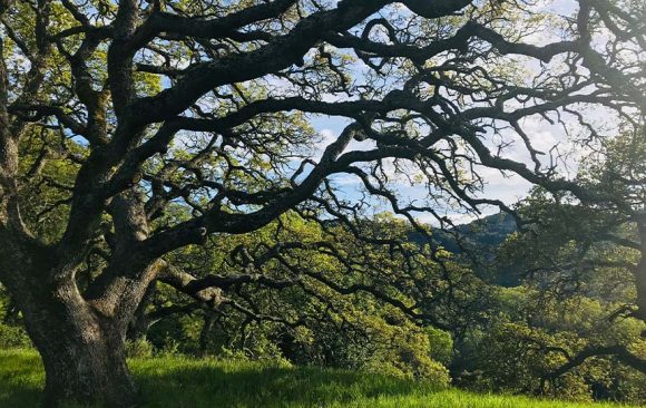 Ask Planning Commission to Deny Two More Destructive Projects