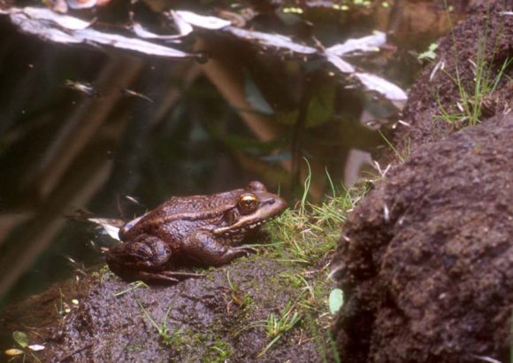 Species Spotlight: California Red-Legged Frog