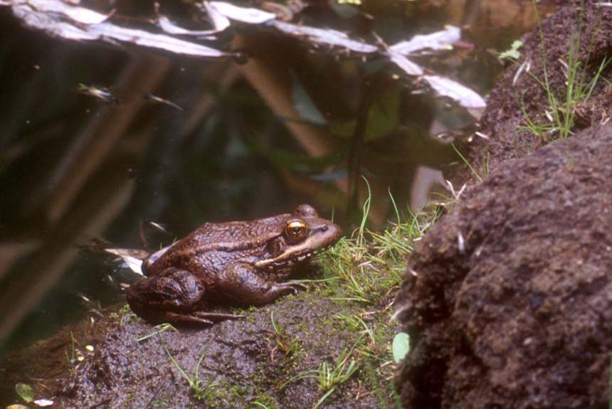 Red-Legged Frog John Sullivan featured image Species Spotlight: California Red-Legged Frog