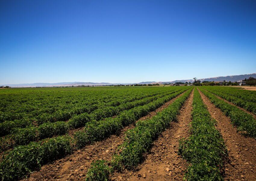 field of tomato plants