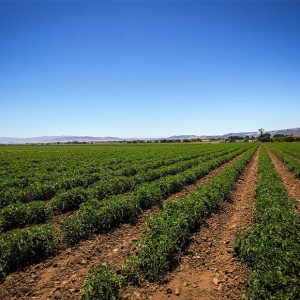 field of tomato plants
