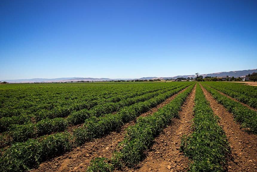 Tomato Field in Gilroy by P Wei featured image field of tomato plants