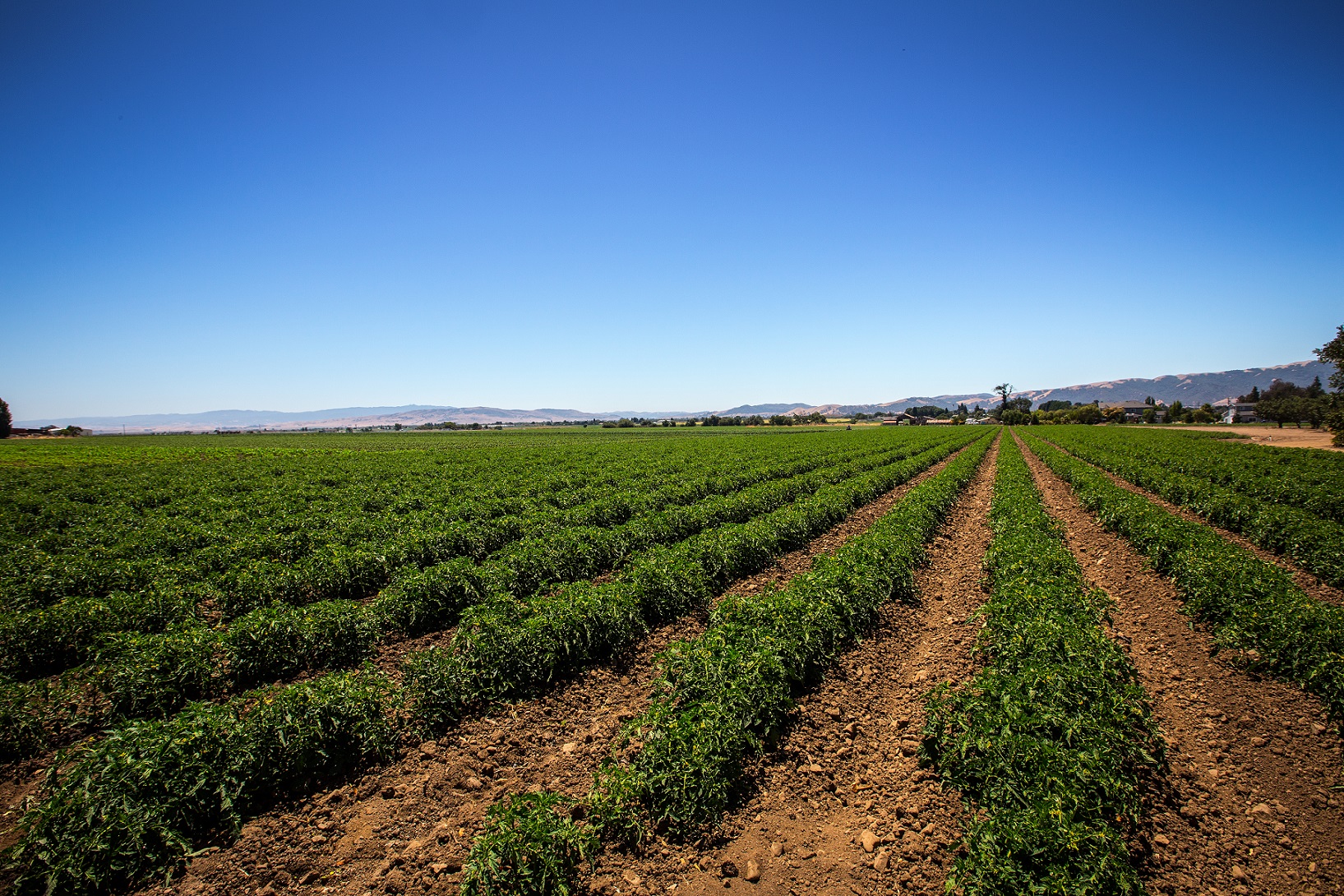 Rows of tomato plants in a farm