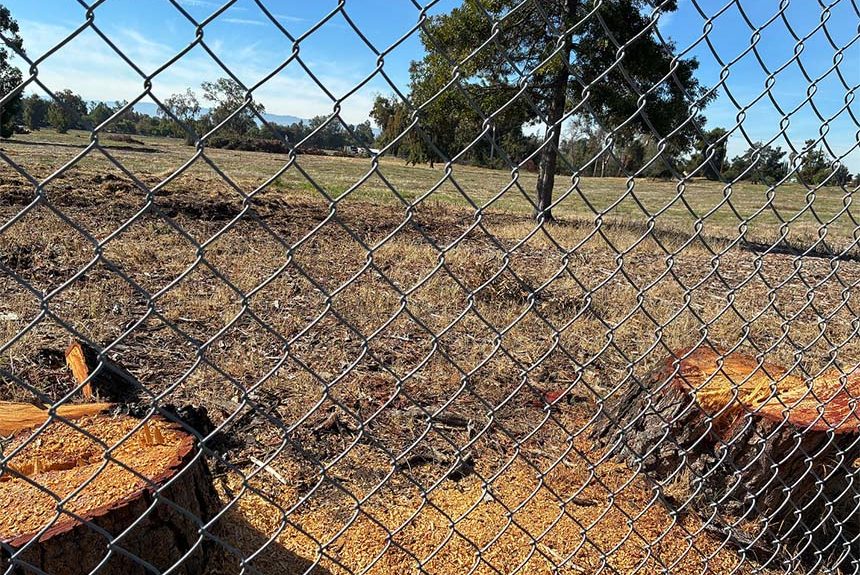 Pleasant Hills Tree Cutting featured image stumps in a field