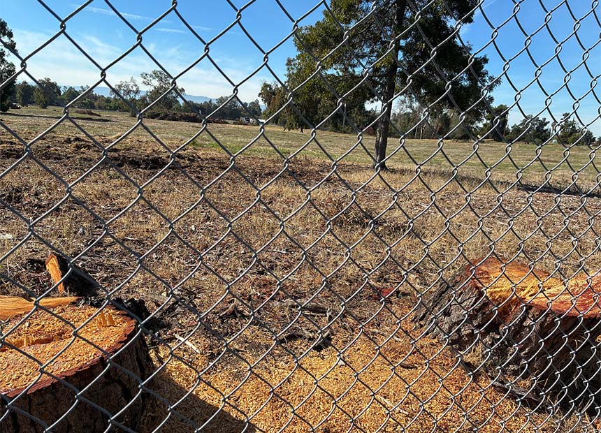 stumps in a field