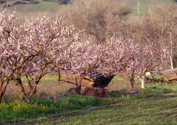 cherry blossoms blooming in an orchard
