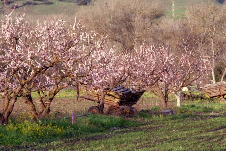 Cherry Blossoms in Coyote Valley by Gabriel Ibarra cherry blossoms blooming in an orchard