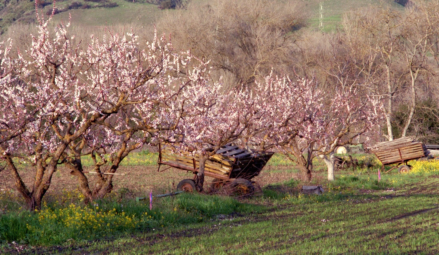 Cherry blossoms and old farm equipment in Coyote Valley