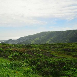 San Bruno Mountain