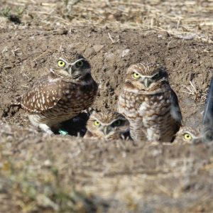 Good News for Burrowing Owls