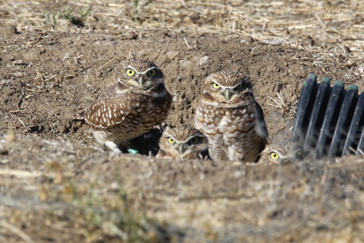 Burrowing owls in a ditch looking directly into the camera