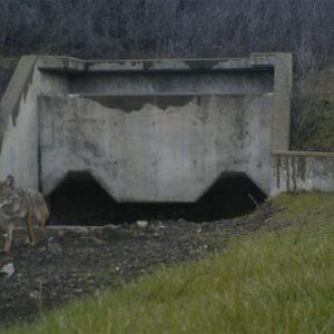 Coyote Valley Wildlife Undercrossing featured image Good News for Coyote Valley Wildlife