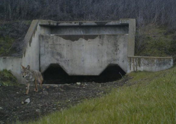 Good News for Coyote Valley Wildlife