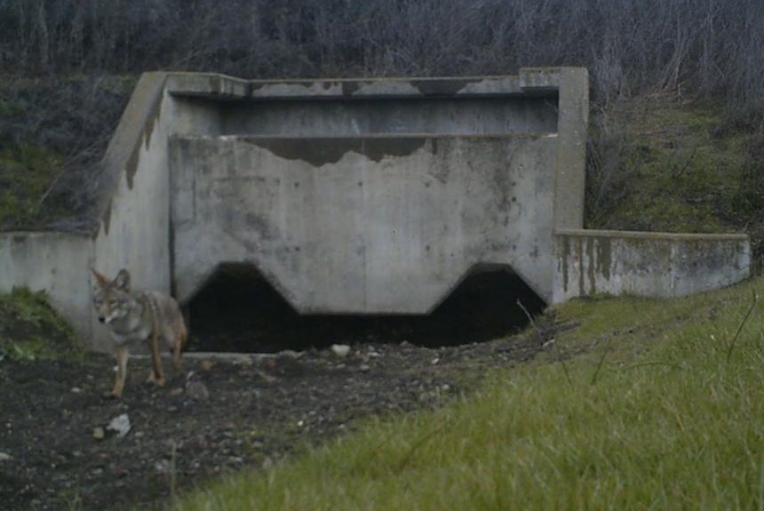 Good News for Coyote Valley Wildlife