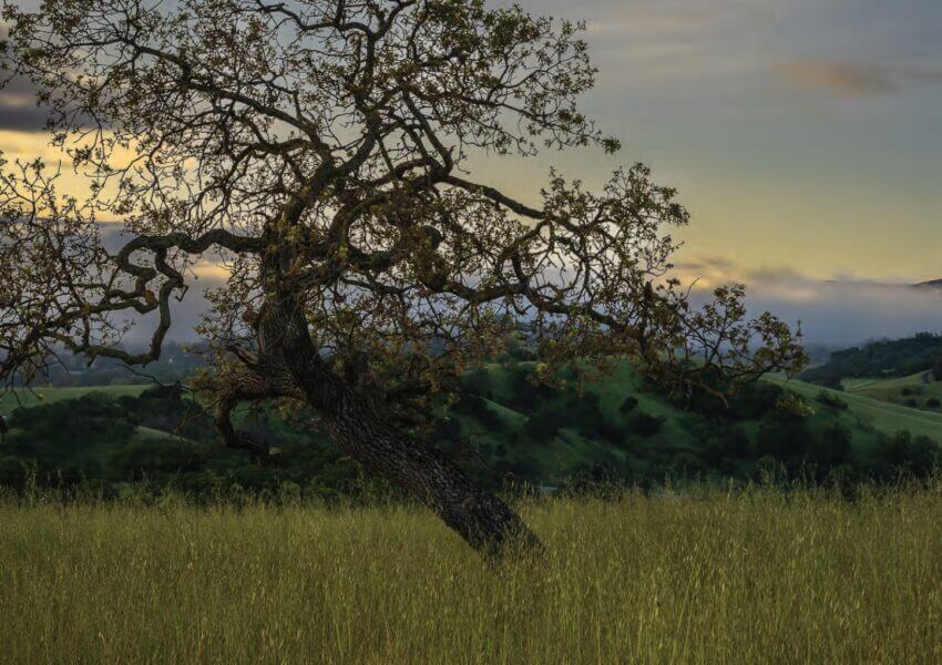 tree and grassy hills