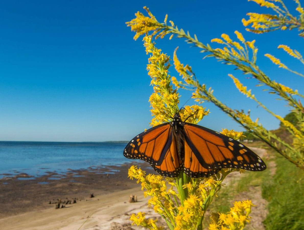 monarch butterfly