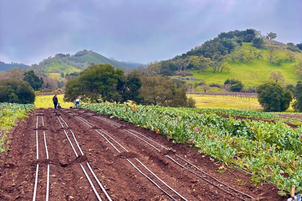 vegetable garden at MOHI Ranch