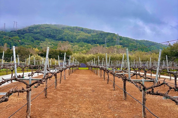 vineyard at MOHI Ranch