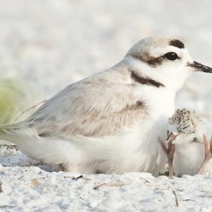 Snowy Plover with nestling featured image Snowy Plover with nestling