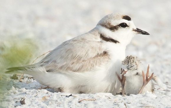 Snowy Plover with nestling