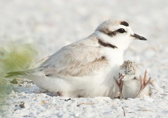 Snowy Plover with nestling