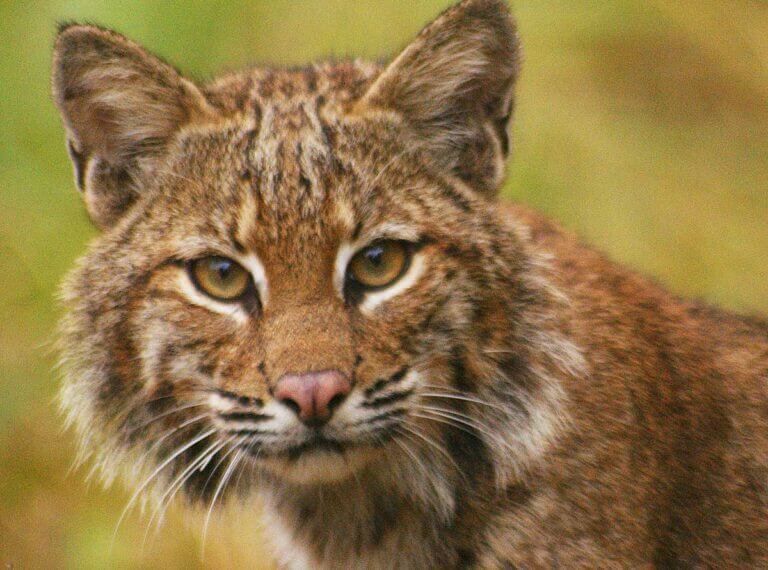 bobcat