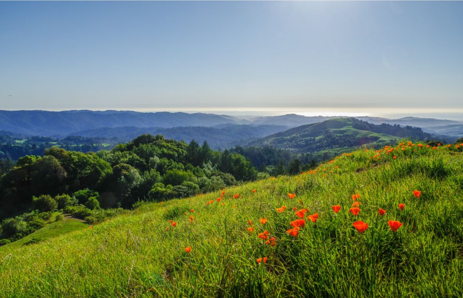 wildflowers growing on top of a grassy hillside