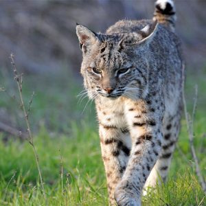 Good News – No Energy Facility in Coyote Valley!