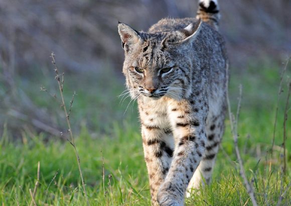 Good News – No Energy Facility in Coyote Valley!