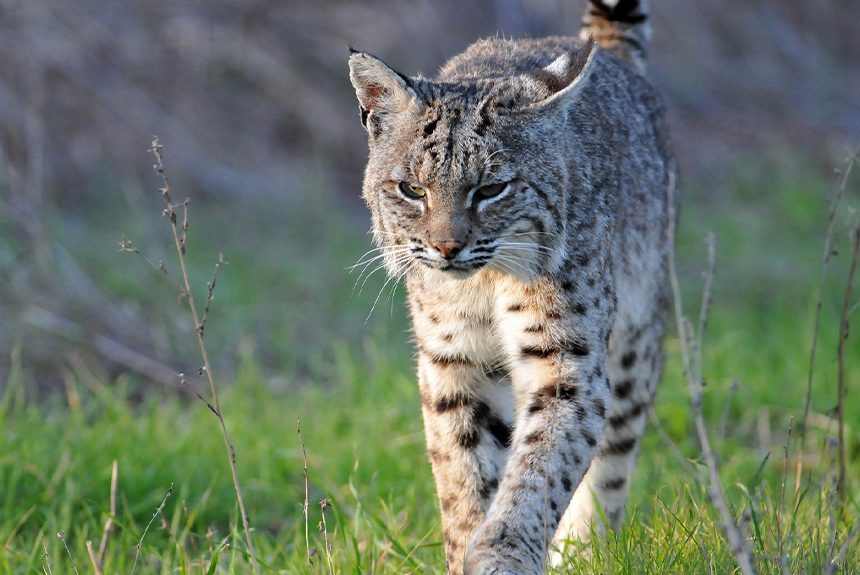 Good News – No Energy Facility in Coyote Valley!