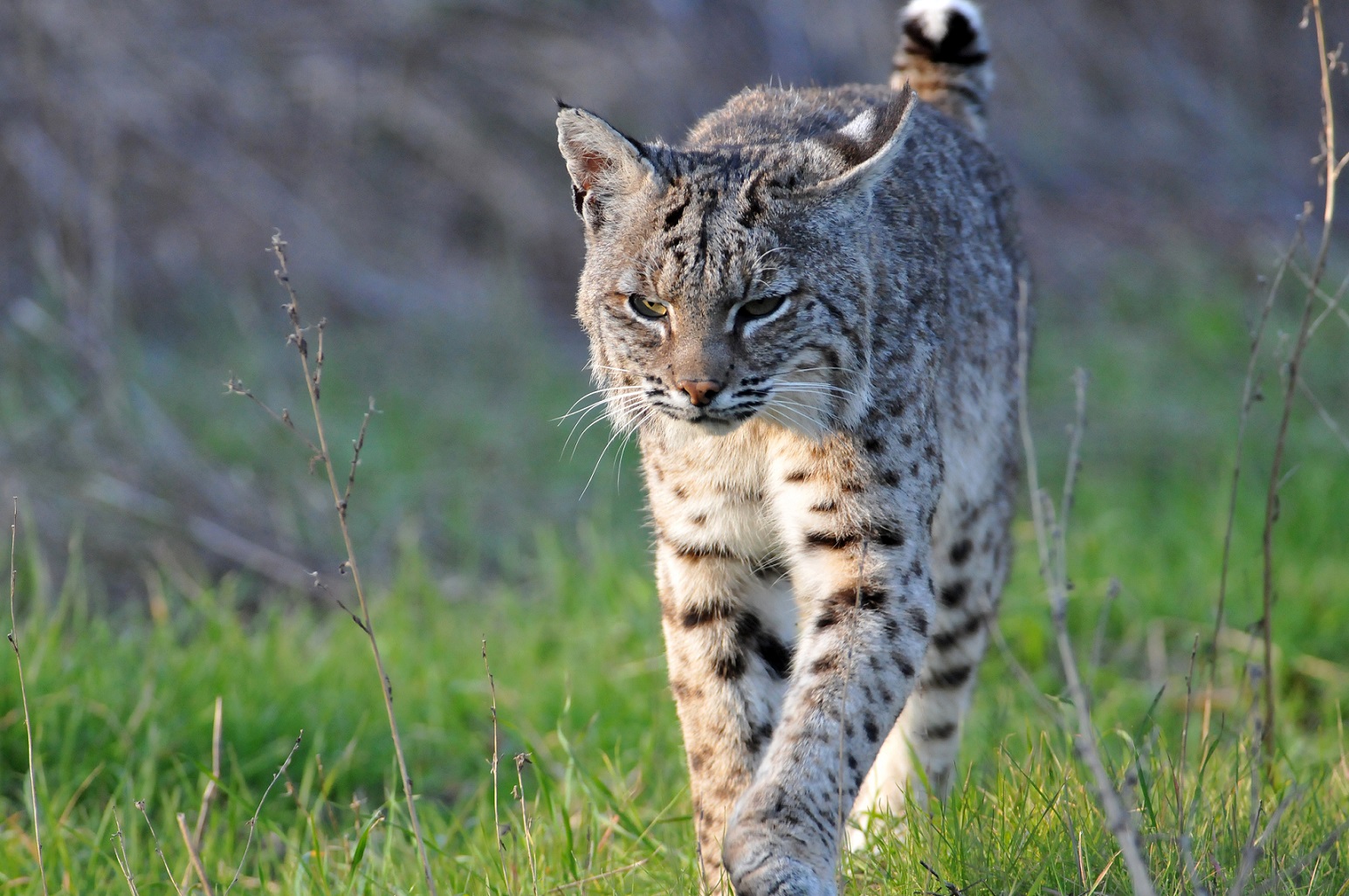 A bobcat walking through glass