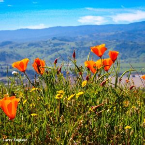California golden poppies on a hill overlooking Coyote Valley